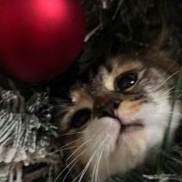 cytrogen@pixelfed.feddit.social